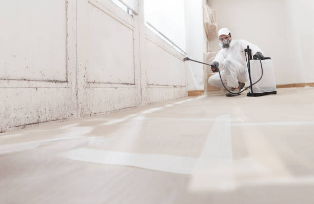 Black mold remediation team in Bohemia