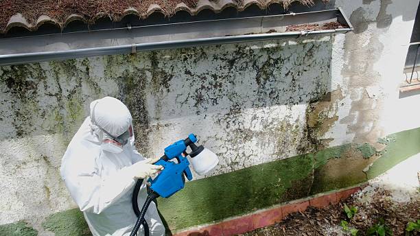 Mold Removal service in Bohemia